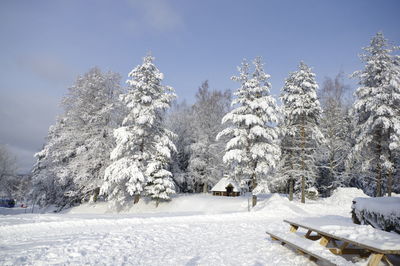 Trees on snow covered land against sky