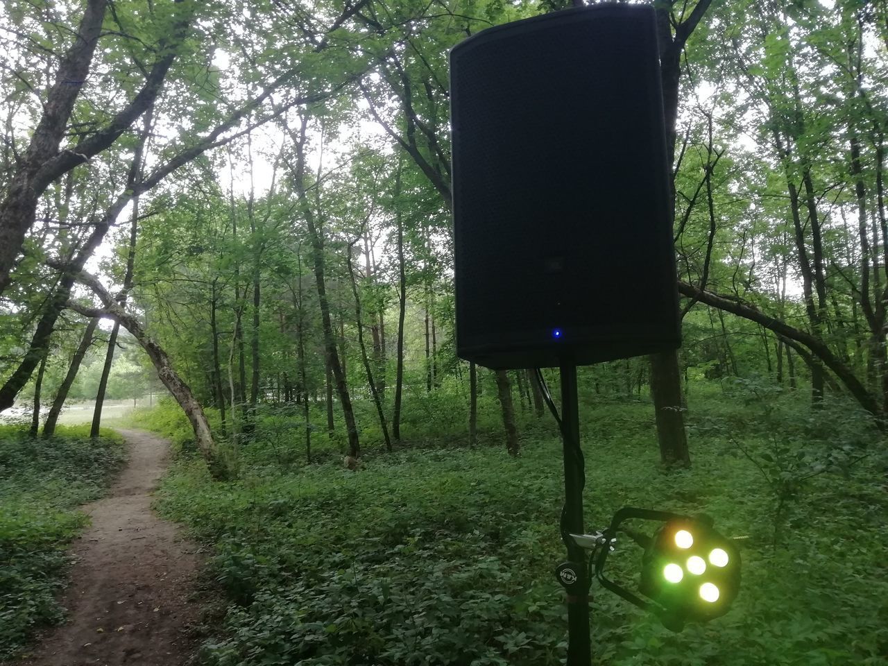 ILLUMINATED ELECTRIC LAMP ON TREE TRUNK