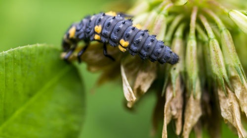 Close-up of ladybird larva on leaf