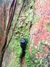 Close-up of insect perching on tree trunk