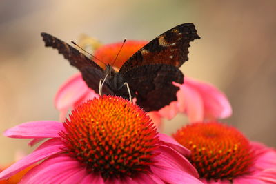 Close-up of butterfly pollinating on pink flower