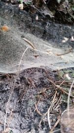 High angle view of dry plants on field