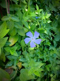 Close up of purple flowers