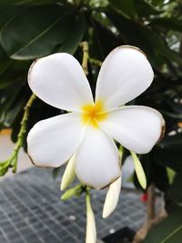 Close-up of frangipani blooming outdoors