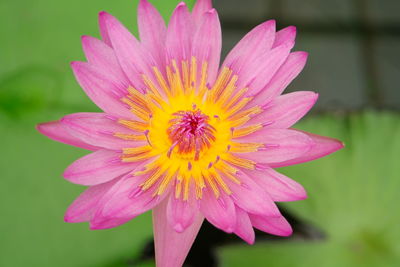 Close-up of pink flower