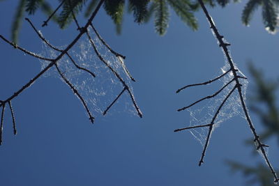Low angle view of frozen branches against sky
