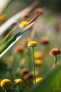 Close-up of yellow flowering plant