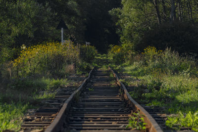 Railroad tracks amidst trees in forest