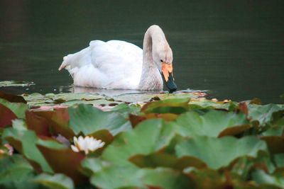 Swans swimming in lake