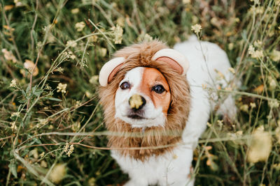 Cute jack russell dog wearing a lion costume on head. happy dog in nature in yellow flowers meadow