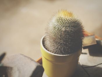 Close-up of cactus