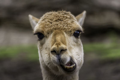 Close-up portrait of llama