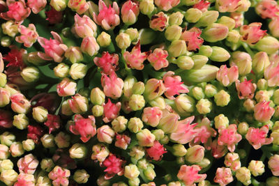 Full frame shot of pink flowering plants