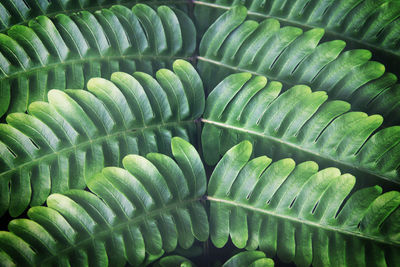 Tropical fern leaves natural pattern background