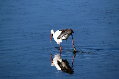 View of a bird in a lake