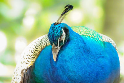 Close-up of peacock