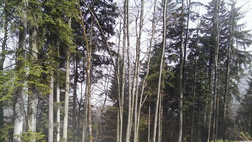 Low angle view of trees in forest