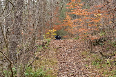 View of a forest