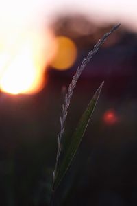 Close-up of plant against blurred background