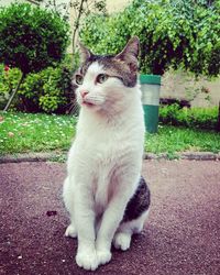 Close-up of cat sitting on grass