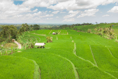 Scenic view of agricultural field against sky