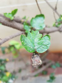 Close-up of fresh green plant