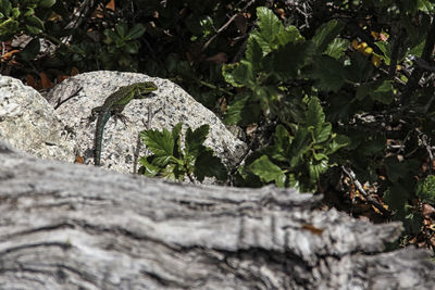 Close-up of plant growing on rock