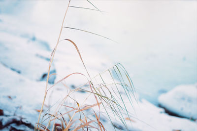 Close-up of snow against sky