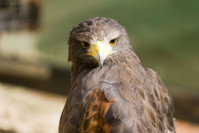 Close-up of bird