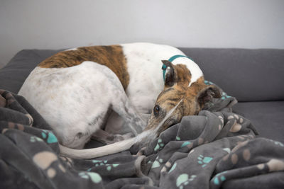 White and brindle pet greyhound looks at the camera as she curls up amongst a paw patterned blanket