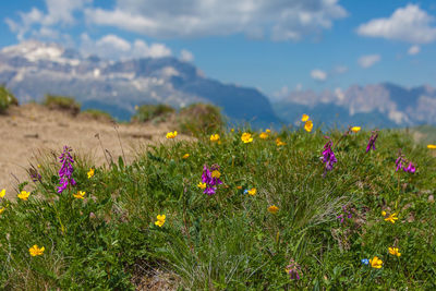 Close up of flowery meadow with a blurred dolomite panorama in the background, dolomites, italy