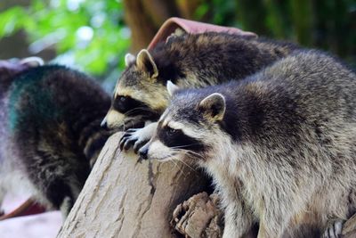 Raccoons in forest