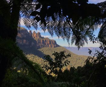 Low angle view of trees on mountain against sky