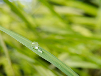 Close-up of water drops on blade of grass