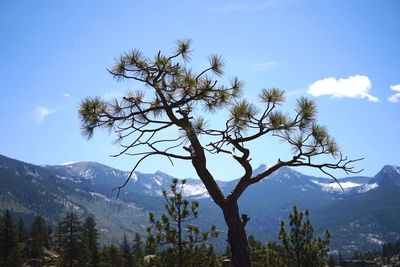 Low angle view of tree against sky