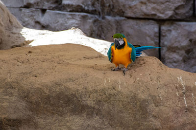 Close-up of parrot perching on rock