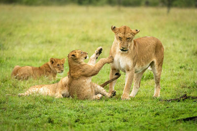 Lion in a field