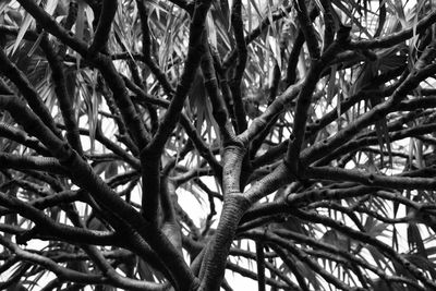 Low angle view of bare tree against sky