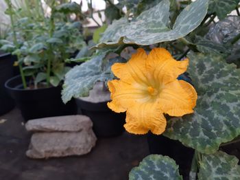 Close-up of yellow flowering plant