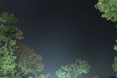 Trees against sky at night