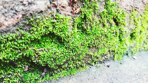 Close-up of moss growing on tree trunk