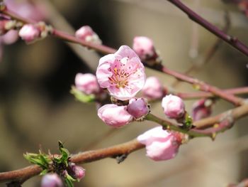 Close-up of pink cherry blossom