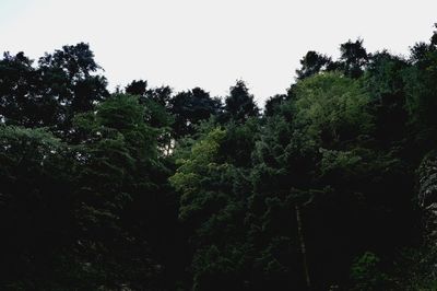 Low angle view of trees against clear sky