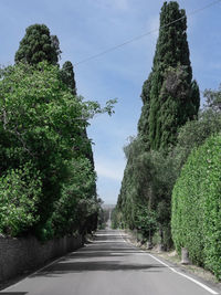 Characteristic long road of the medieval village of bolgheri in tuscany