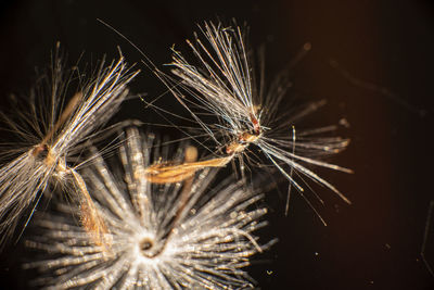 Low angle view of firework display at night