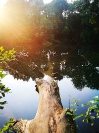 Reflection of trees in lake against sky