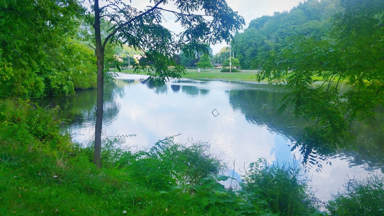 VIEW OF TREES IN PARK