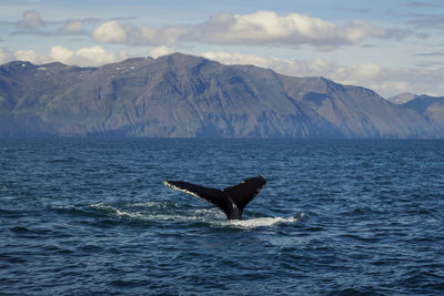 Killer whale swimming in cold sea landscape photo