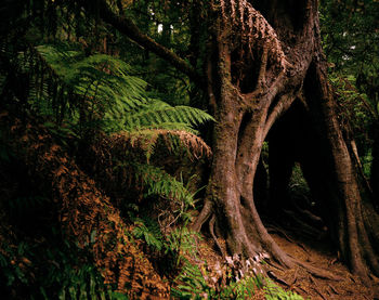 Low angle view of tree trunk in forest