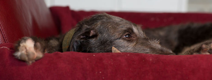 Close-up of dog resting on sofa at home